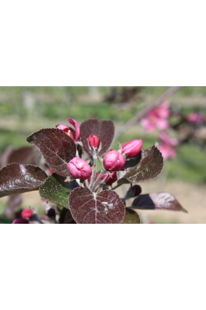 Malus domestica Redlove Odysso